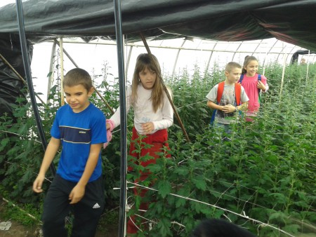 A hálóba egyesével ültetik