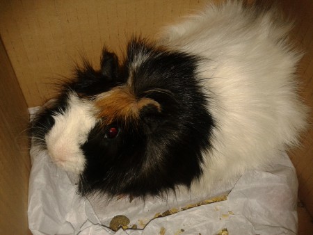 Csoki, Gréti tengerimalca